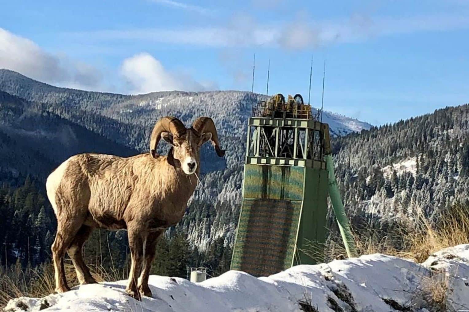 A moose in the snow.