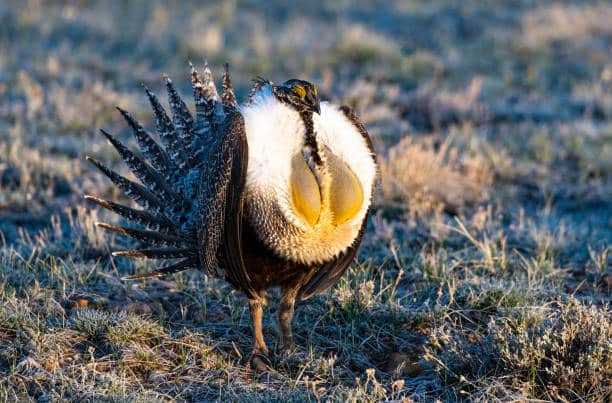 Greater-sage Grouse on a Lek in Colorado photo of Grouse on a Lek in Colorado